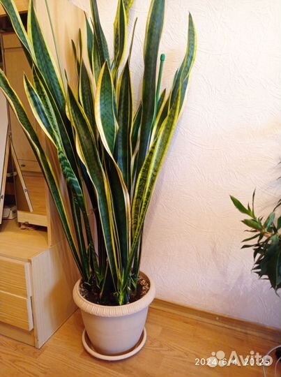 Сансевиерия щучий хвост