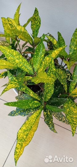 Кодиеум кротон 2 шт в горшке 0.9 л