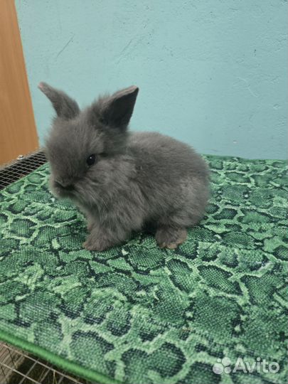 Мини кролики