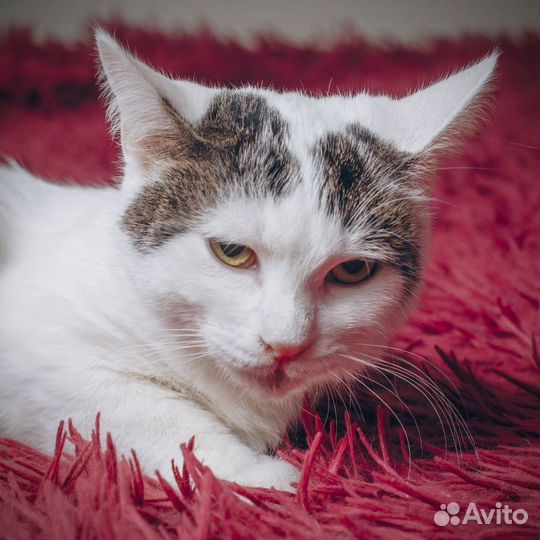 Молодая кошка комфорт класса в дар