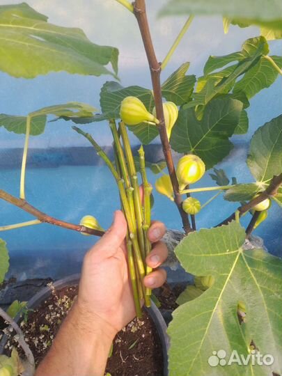 Инжир Паначе (черенки)