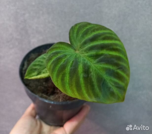 Сортовые филодендроны