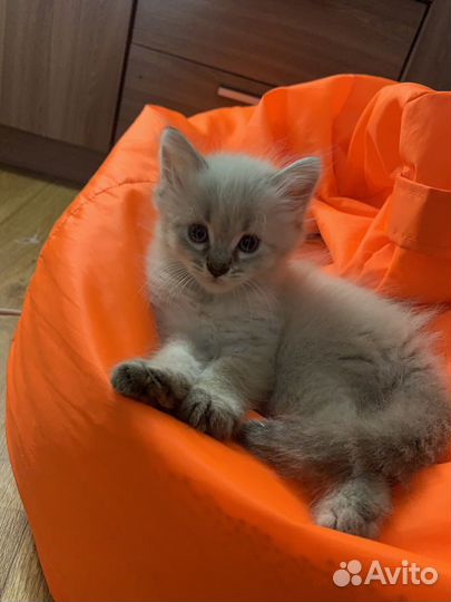 Котята в добрые руки даром