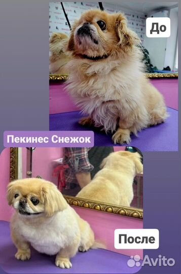 Грумер / груминг / стрижка собак / кошек