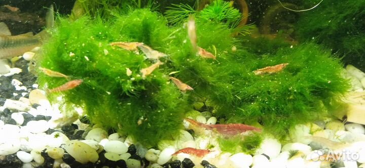 Аквариумные креветки, мальки гуппи