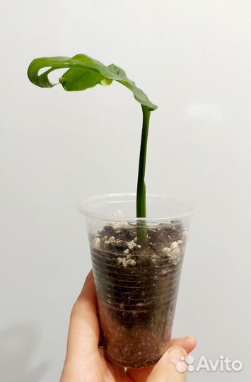 Монстера Манки Маск и рео