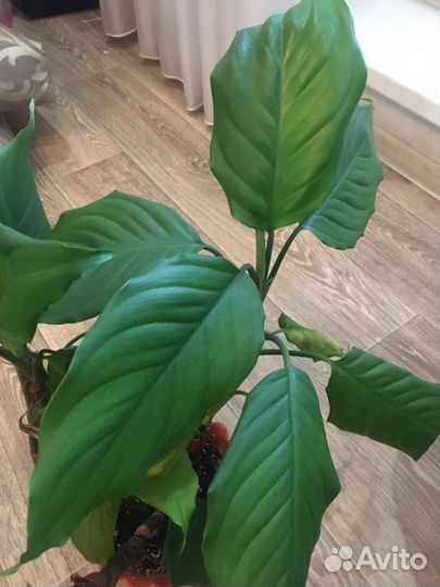 Комнатные растения