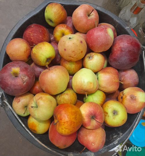 Яблоки дачные сочные