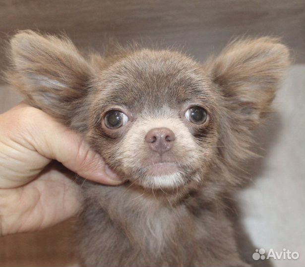 Чихуахуа Лиловая Ми-Ми