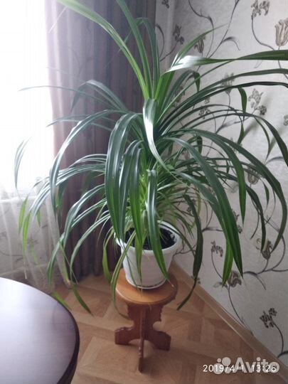 Продам Панданус - Пальма