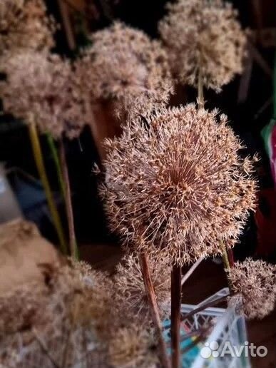 Лук декоративный сухоцвет