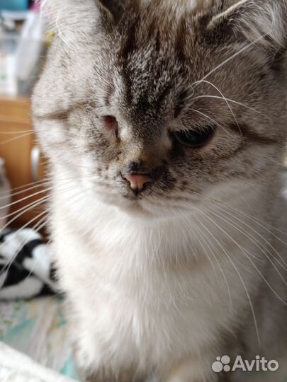 Отдам кота в добрые руки