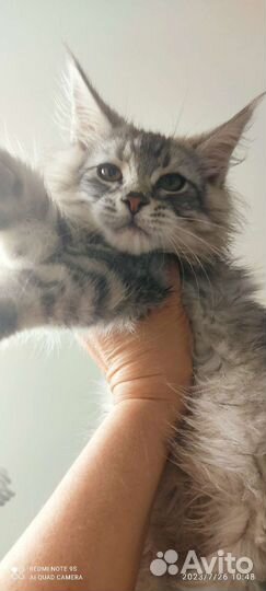 Мальчик. Есть другие