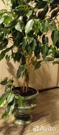 Фикус Бенджамина большой