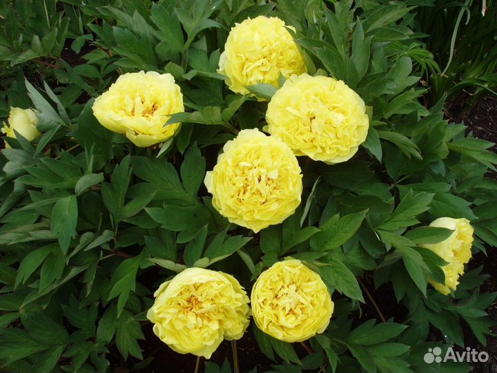 Пион желтый корни