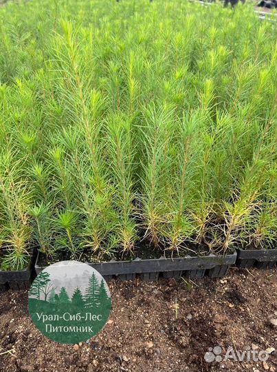 Зкс Сосна сеянцы Ели Лиственницы окс Голуб Горная