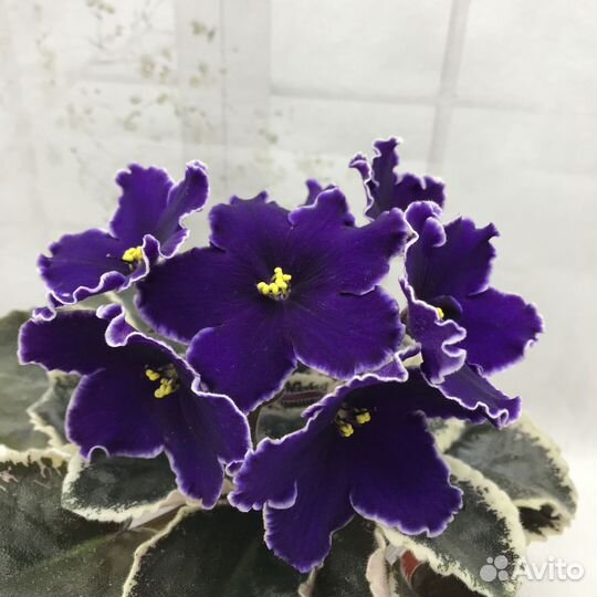 Фиалки(набор ук.листьев с детками)