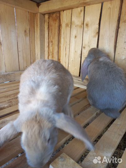 Кролик французский баран