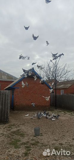 Николаевские голуби