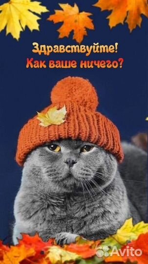 Ищем кота - вязка для британской вислоухой