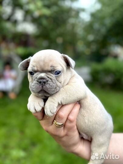 Французский бульдог