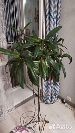 Комнатный цветок