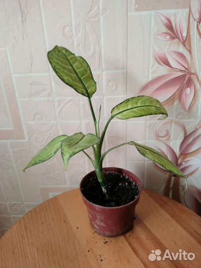 Диффенбахия в ассортименте