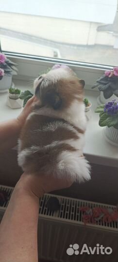 Щенки шпица. Мини