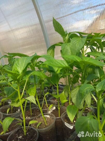 Рассада помидор и перцев Авиастроительный район