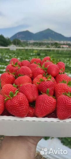 Саженцы Клубники Кассета Копанка