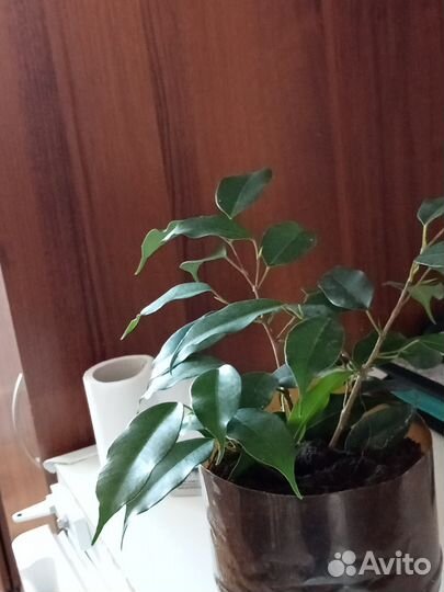 Фикус бенджамина