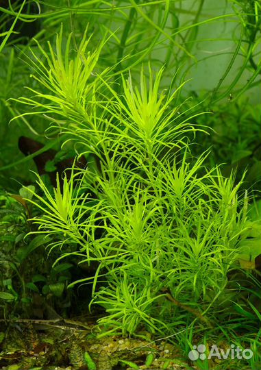 Аквариумные растения, простые и неприхотливые