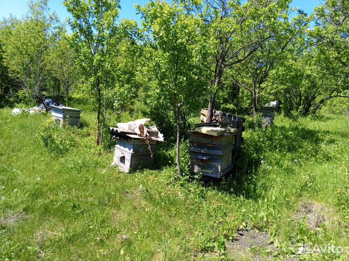 Улей для пчел