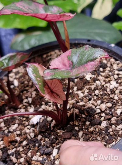 Алоказия Серендипити