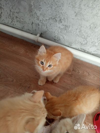 Котята в добрые руки приучены к лотку