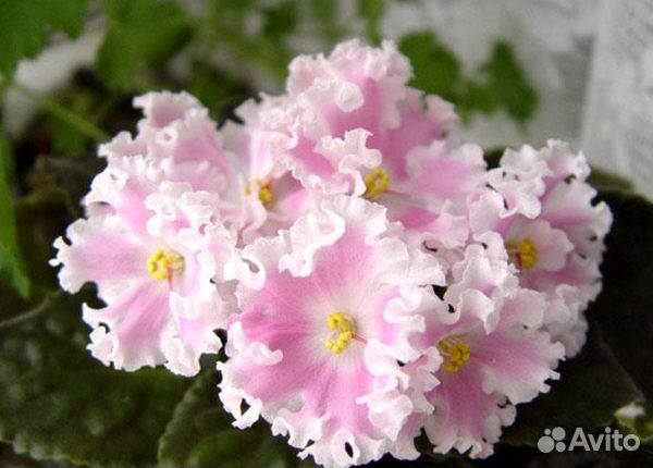 Фиалки сортовые стандарт и mini