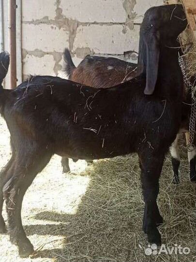 Козел, козы камори