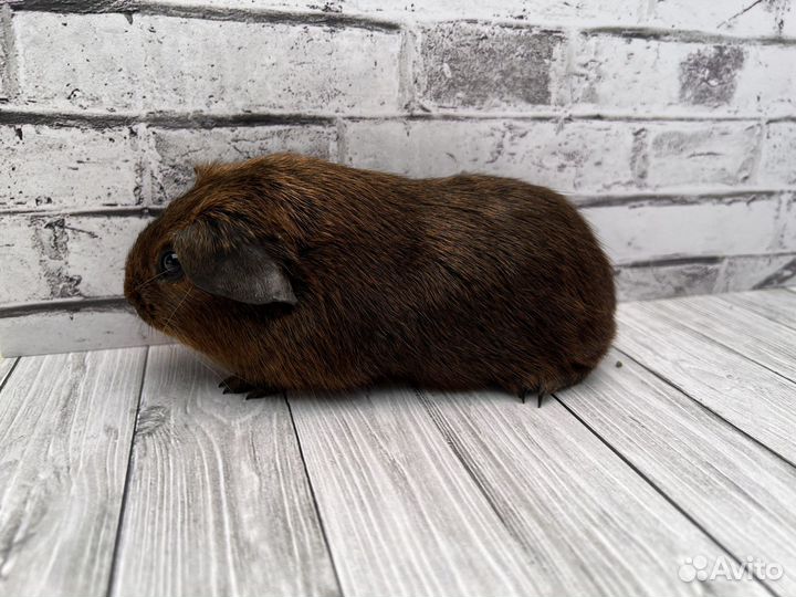 Породистая морская свинка окраса агути