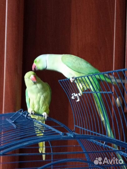 Ожереловый попугай