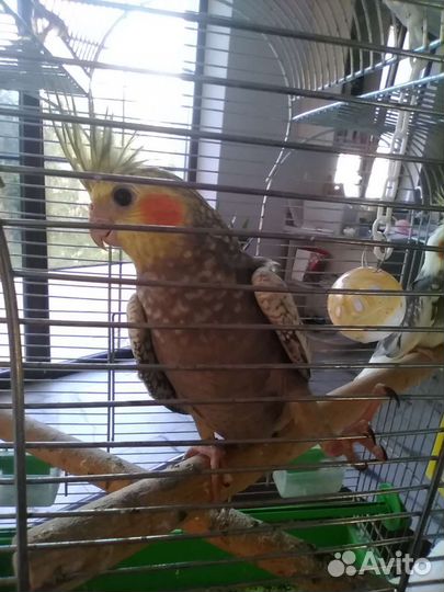 Птенцы кореллы 1.5 месяца