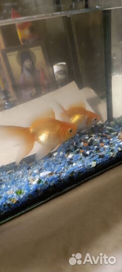 Аквариумные рыбки