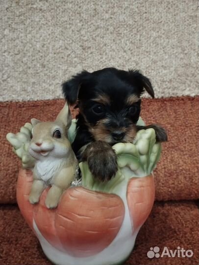 Йоркширский терьер стандарт