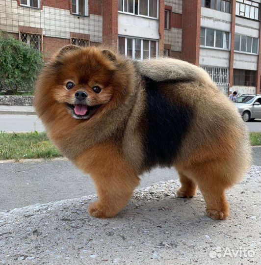 Стрижка шпицев, породный груминг