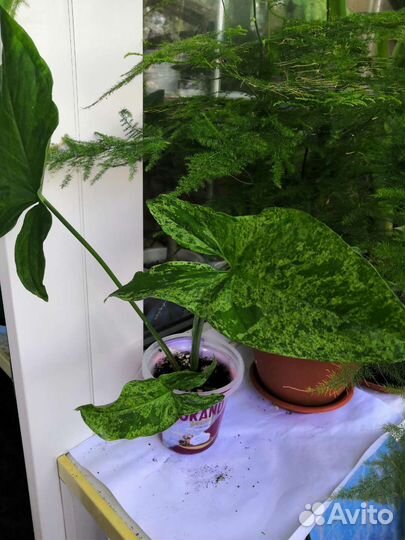 Комнатные цветы: сингониумы, сциндапсус и др