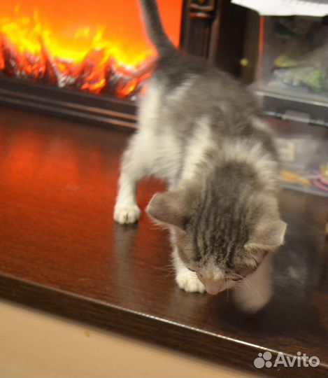 Очаровашка мальчишка ищет Дом