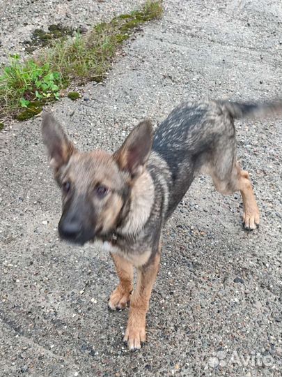 Собака щенок