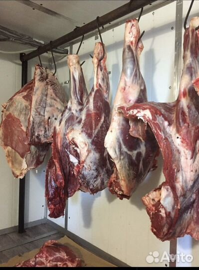 Мясо телятина туши/полутуши/четверти