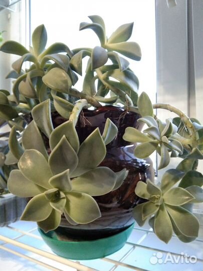 Скккулент (граптопеталлум парагвайский)