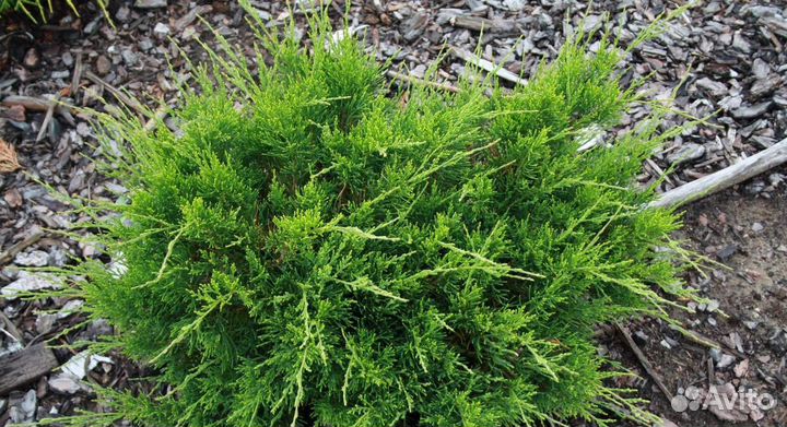 Саженцы можжевельника