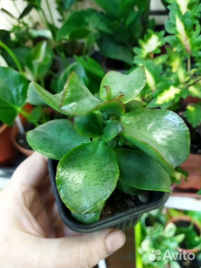 Крассулы вар. Минор и др